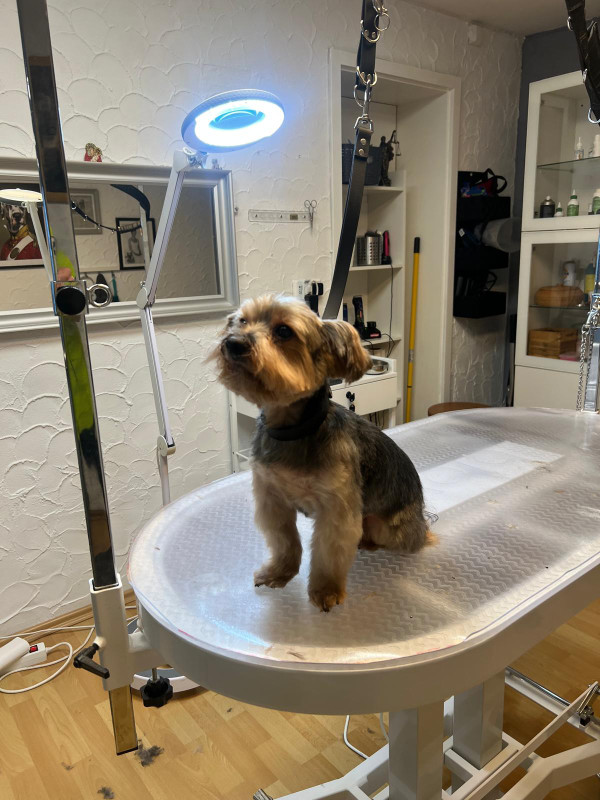 Schnauzer nach der Behandlung