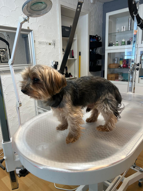 Schnauzer vor der Behandlung