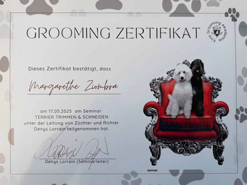 Zertifikat - Grooming Terrier Trimmen und Schneiden - Denys Lorrain