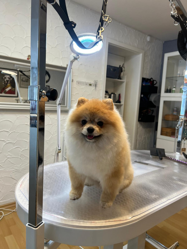 Hundesalon nach der Behandlung