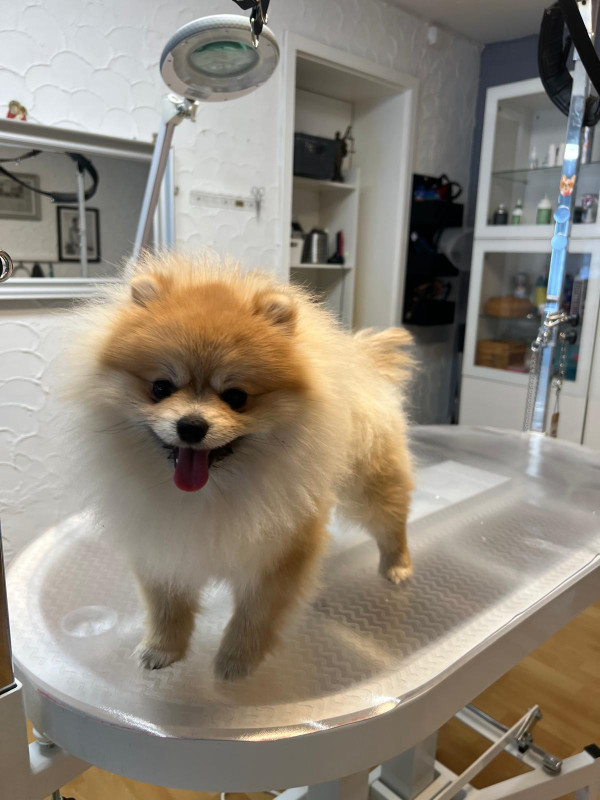 Hundesalon vor der Behandlung